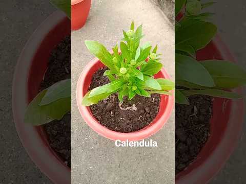 , title : 'Calendula #Calendula #flower #shortsfeed #shorts #short #youtubeshorts #floweringplants #shortsvideo'
