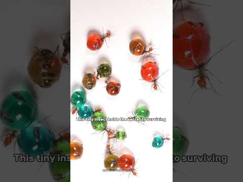 Honey Ants: Living Food Storage in the Desert! #animals #animalfacts #ants