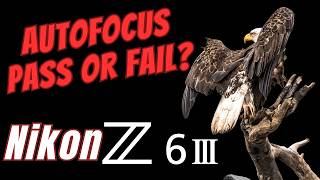 Nikon Z6 III - BIF Autofocus Pass or Fail? Field Tested vs Z9 Animal and Bird Modes