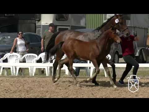 NF050 Hengstfohlen von Adagio de Talma - Cascari - Carano