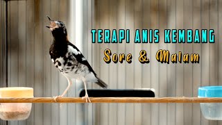 Download lagu PAS UNTUK TERAPI ANIS KEMBANG SORE DAN MALAM HARI AGAR CEPAT BUNYI mp3