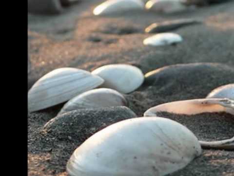 Το κοχύλι (The seashell) -Odysseus Elytis / Maria Voumvaki