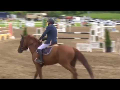 Kavalli Di Magico Clear First 1m50 Grand Prix