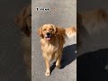 45 Days Vs 1 Year Golden Retriever Transformation Feed Dog Shots Goldenretriever Trasformation