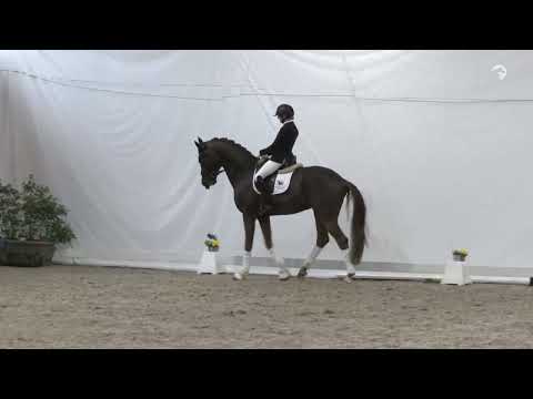 Vandenberg * 2020 von Viva Gold x Rock Forever NRW