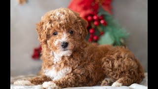 Video preview image #1 Bichpoo Puppy For Sale in DORNSIFE, PA, USA