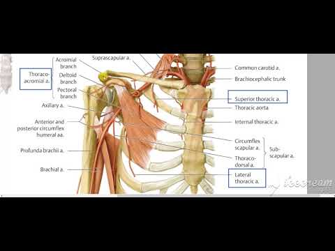 Axillary artery branches