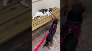 Video preview image #1 Beagle Puppy For Sale in Dunnellon, FL, USA