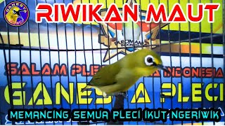 Download lagu Riwikan Maut Pleci ini Ampuh memancing Pleci lain Ikut Ngeriwik gacor Sampai Buka paruh mp3