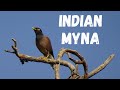 Common Myna Or Indian Myna Acridotheres Tristis Myna Video Indian Myna Video Mynah