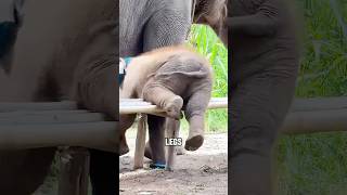 Download lagu Adorable Baby Elephant Fails #animals #elephant #cute mp3 Download lagu Adorable Baby Elephant Fails #animals #elephant #cute mp3