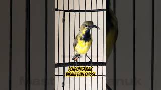 Download lagu Sogon trotol ucek ucek cocok untuk mendongkrang birahi #sogon #sogongacor #sogokontong mp3