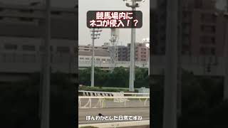 【競馬】競馬場内にネコが侵入!?    #ウマ娘 #動物 #競馬