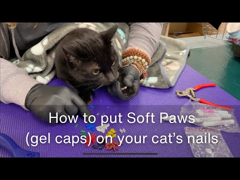 How to put Soft Paws gel caps on your cat’s nails