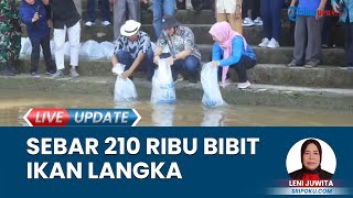 Pj Bupati OKU Tebar 210 Ribu Bibit Ikan Langka di Perairan Sungai Ogan, Minta Warga Jaga Ekosistem