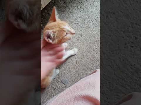 the kitten is so cute