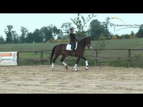 Lakordina * 2010 www.pferdesportservice.de- Dressur