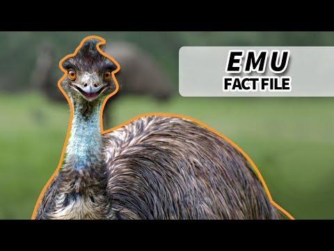 Emu Facts: They WON the GREAT EMU WAR | Animal Fact Files
