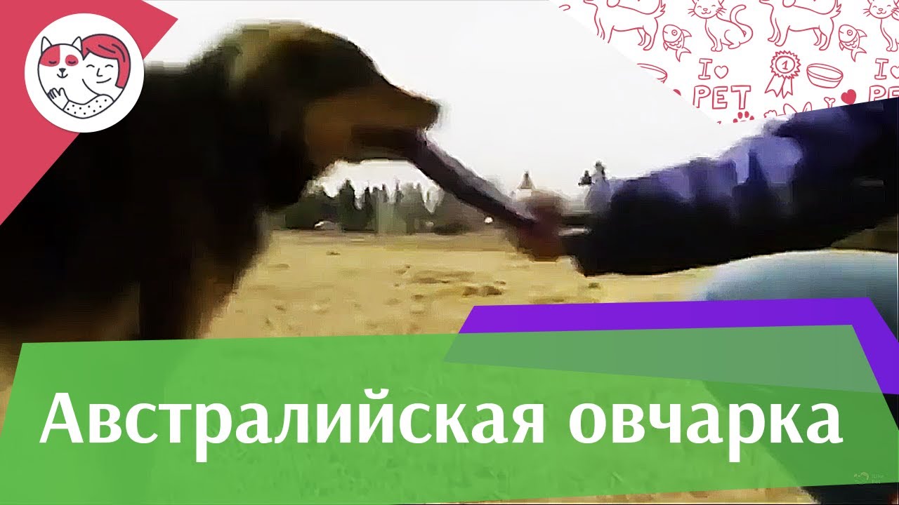 Австралийская овчарка Аусси Уход на iLikePet