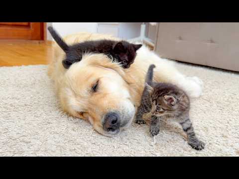 YouTube 썸네일