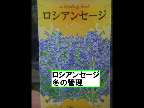 園芸 ロシアンセージ、アフガニスタンラベンダー