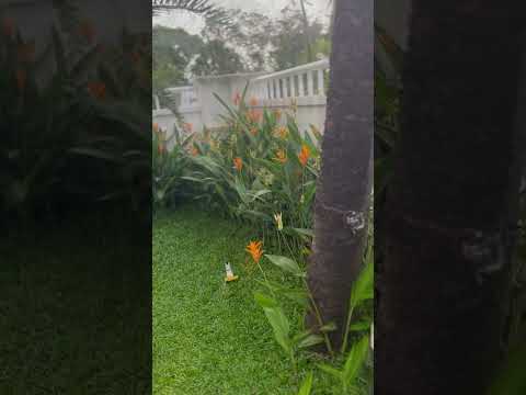 I like this soooooo much @white petals by shameema