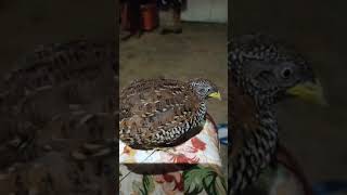 Download lagu PIKAT PUYUH AJARAN mp3