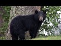 Black Bear Sounds