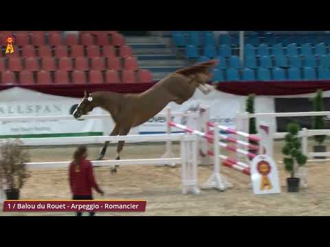 KN 1 v. Balou du Rouet - Arpeggio - Romancier