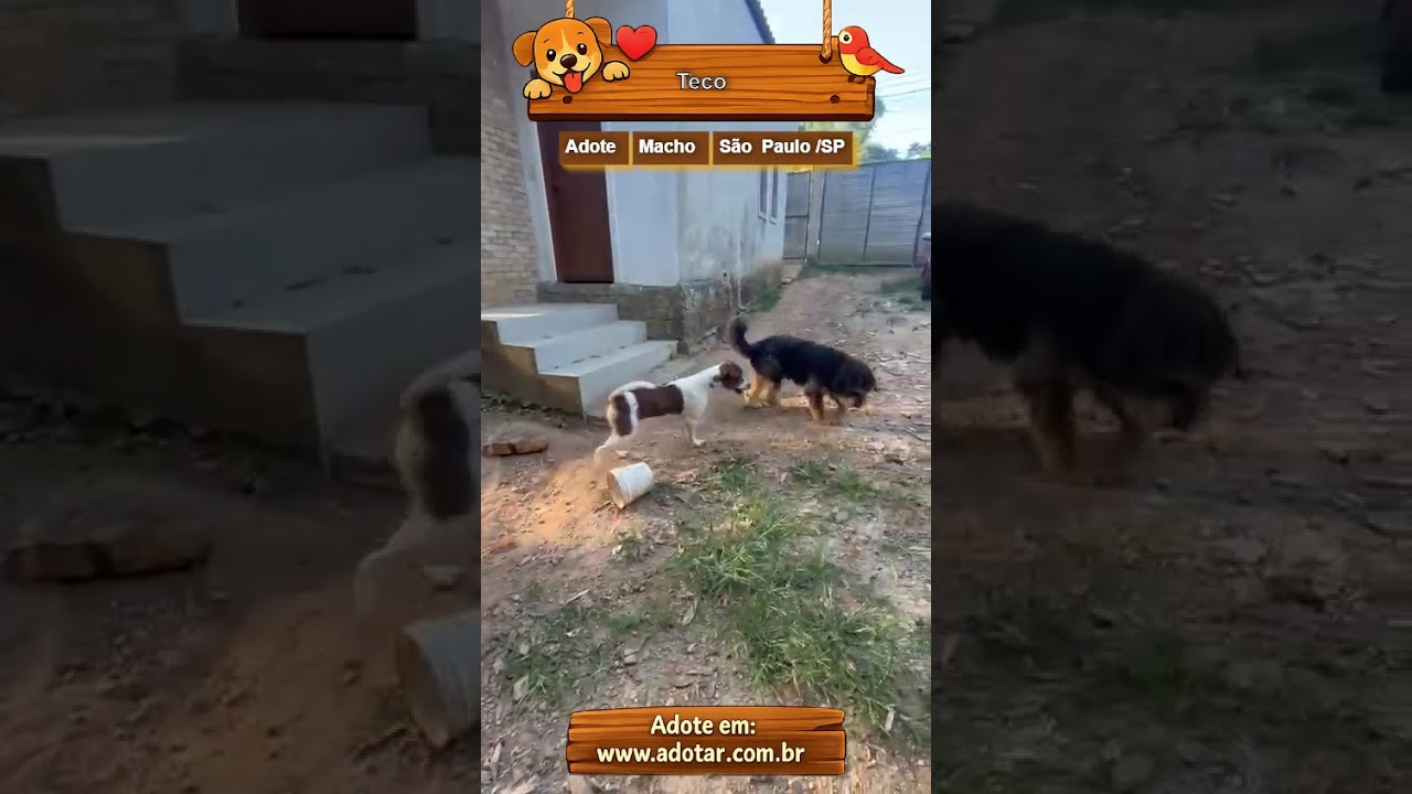 Cachorro raça SRD-ViraLata idade 2 anos nome Teco