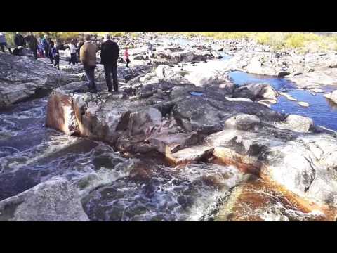 Auttin kauneuspadon kalatie