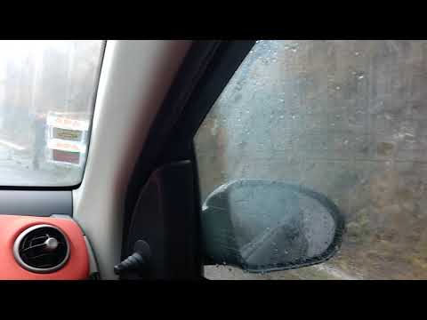 Kühe auf der Straße, Madeira