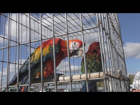 Kisállat börze Monor 2025