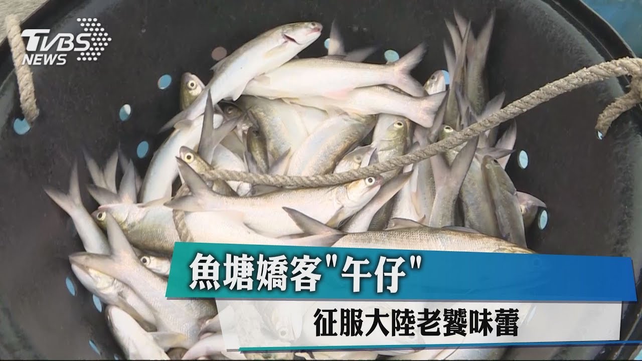 魚塘嬌客「午仔」 征服大陸老饕味蕾