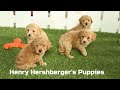 Bichpoo dogs for sale: Gander - Video 1