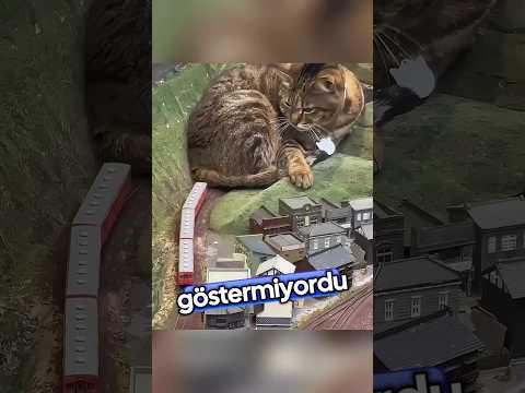 Bu Kedi İflası Durdurdu! 🐱