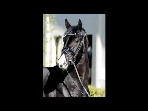 Gestüt Letter Berg, Hengst Splotch BD vom Secret