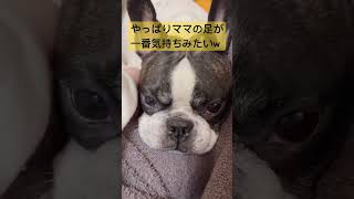 パパでは満足できない😑 #フレンチブルドッグ#vlog #イッヌ #ワンコ #日常