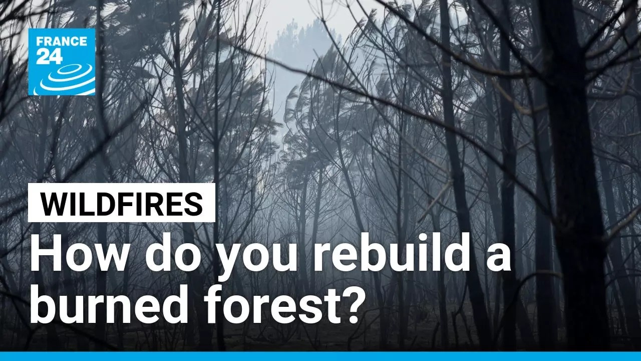 France plans forest rebuilding strategy as wildfires continue burning across country
