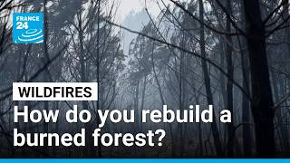 France plans forest rebuilding strategy as wildfires continue burning across country