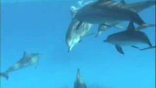 preview picture of video 'Nager avec les dauphins'