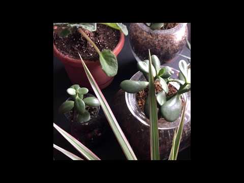 Fungus Gnat Problem Solved