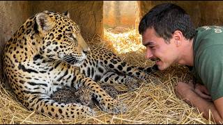 Two jaguar cubs were born!