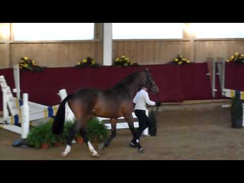 Hengstvorauswahl Birkhof 2010: Larimar/Levantos I