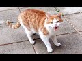 Stray Cat Meows Hisses At Me 8K