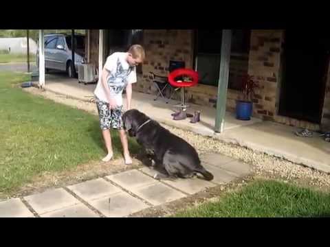 Neapolitan Mastiff - Mastino Napoletano