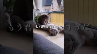 【怒り】おい、貴様。そこ代われwww #猫 #かわいい #癒し動画 #癒し #癒し音楽