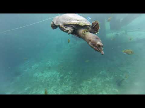 20170902 Blue Grotto Turtle