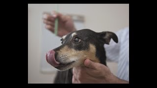Easy way to brush a dog