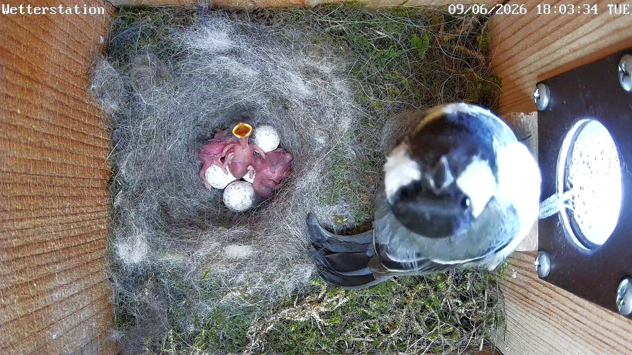 Schlüpfende Küken & Plünderungsversuch durch Rabenvogel?! | 09.06.2026